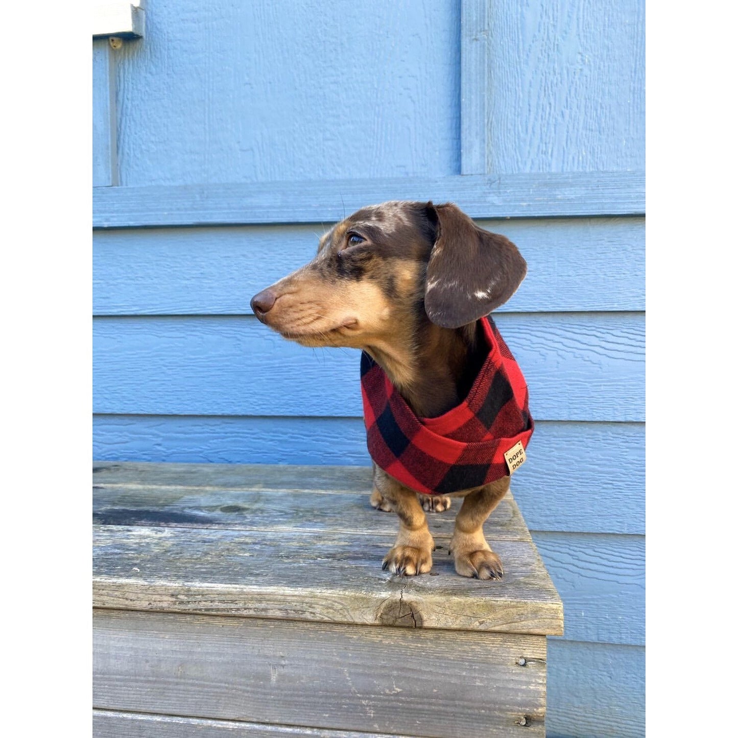 Bufanda para perros a cuadros de Al Borland: ¡una bufanda a juego acogedora y elegante para ti y tu cachorro!