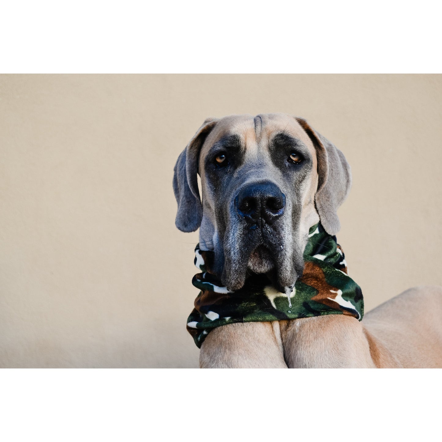 Can't See Me Camo Dog Scarf – Stylish Matching Scarf for Dogs & Owners!