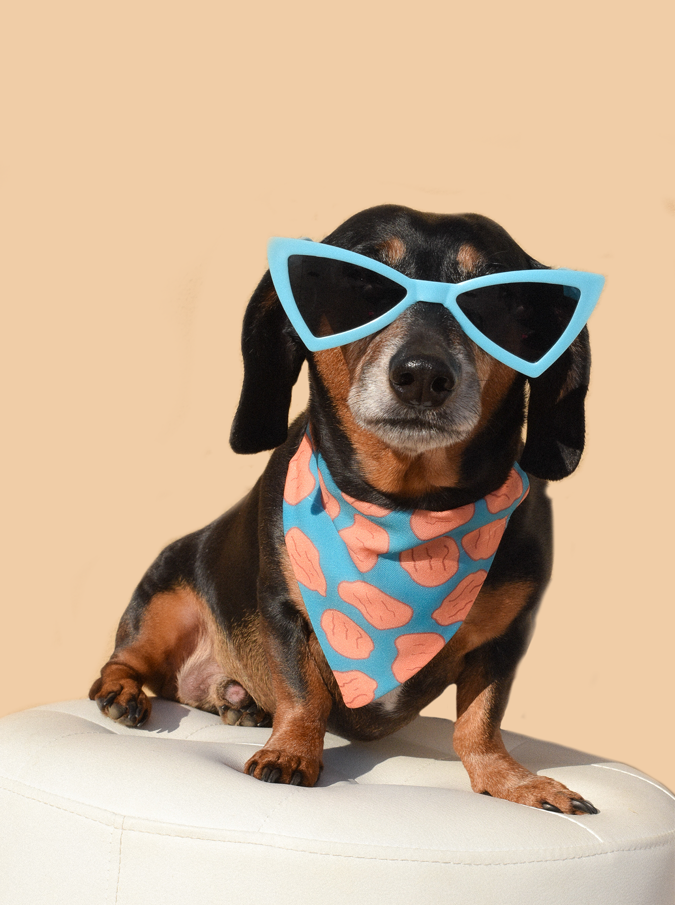 Dog Sunnies – Retro-Style Sunglasses for Trendy Pups!