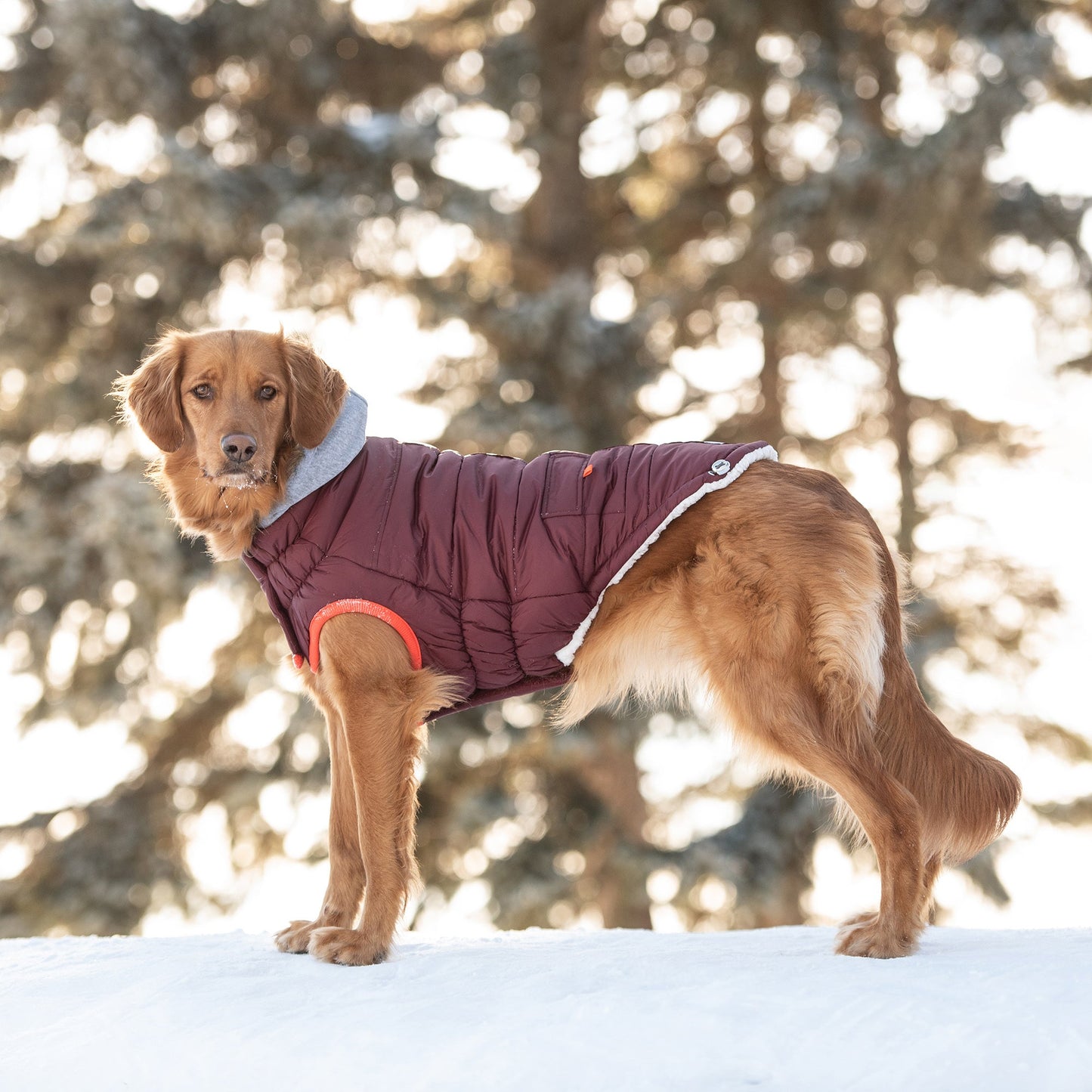 Winter Sailor Parka – Burgundy | Water-Repellent Dog Coat with Sherpa Lining!