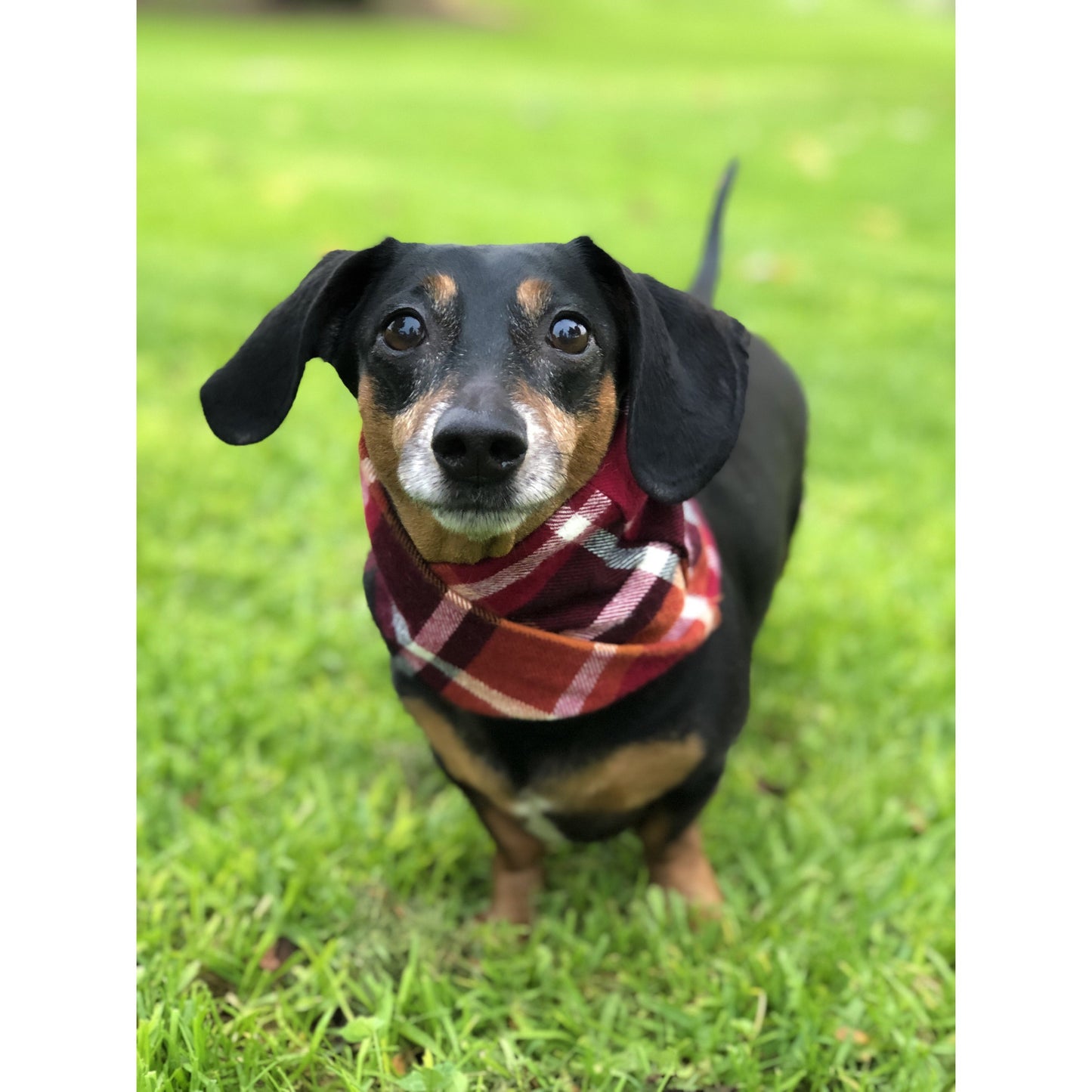 Spice Latte Dog Scarf – Cozy & Stylish Fall Accessory for You & Your Pup!