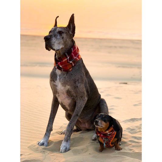 Bufanda para perro Spice Latte: ¡un accesorio de otoño acogedor y elegante para ti y tu cachorro!