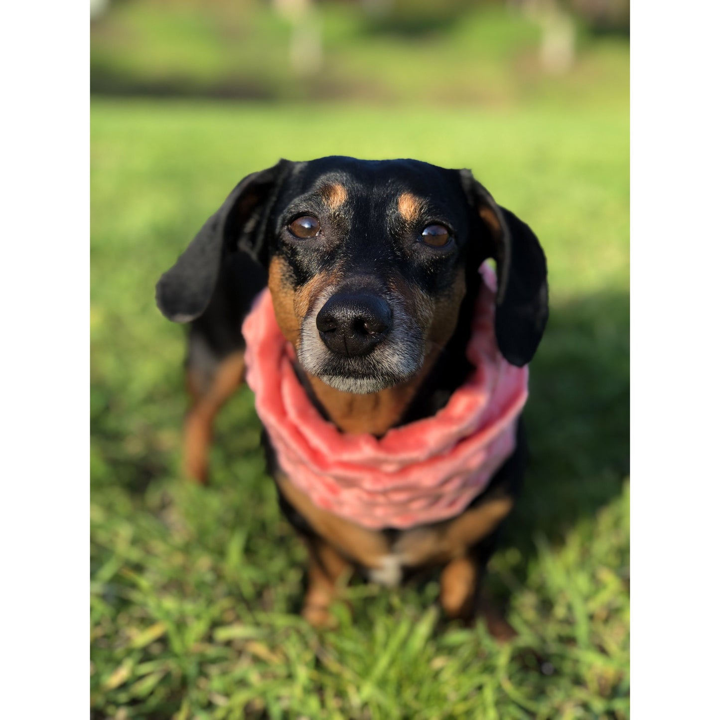 Hubba Hubba Scarf – Cozy Matching Scarf for Dogs & Owners!