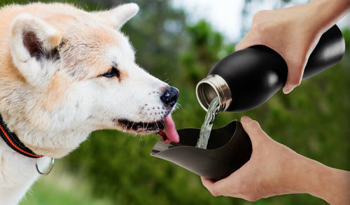 Botella de agua de acero inoxidable de 25 oz de Mobile Dog Gear: ¡hidratación en movimiento!