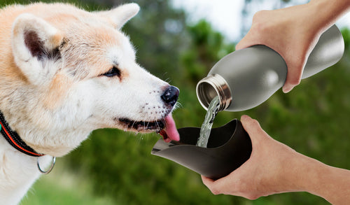 Botella de agua de acero inoxidable de 25 oz de Mobile Dog Gear: ¡hidratación en movimiento!