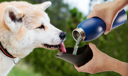 Botella de agua de acero inoxidable de 25 oz de Mobile Dog Gear: ¡hidratación en movimiento!