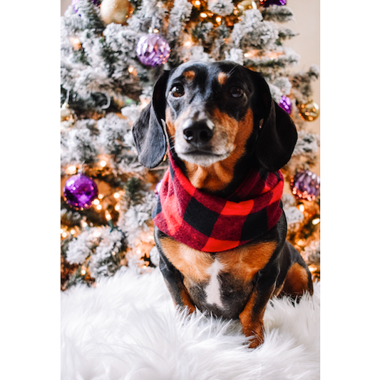 Al Borland Plaid Dog Scarf – Cozy & Stylish Matching Scarf for You & Your Pup!