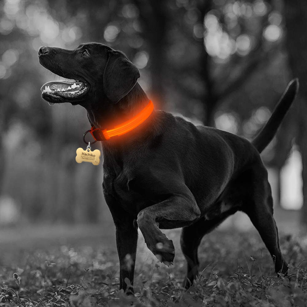 Juego de 2 collares LED de nailon para perros: ¡mantenga a su cachorro seguro y con estilo!