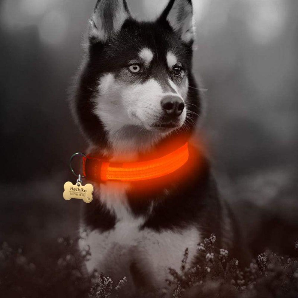 2 PCS Set Nylon LED Dog Collar – Keep Your Pup Safe & Stylish!